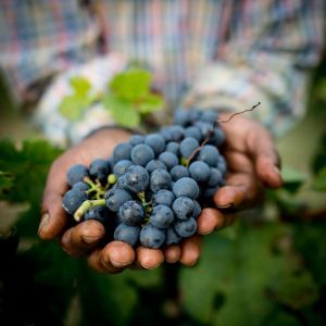 In cielo non c'Ã¨ il vino .. bevetelo in terra